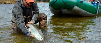 Image of Steelhead Fishing Reports