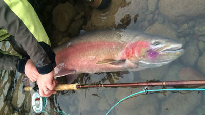november-rivers-steelhead-hero